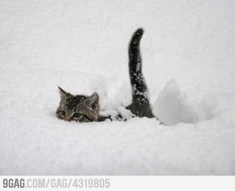 Kitten in snow